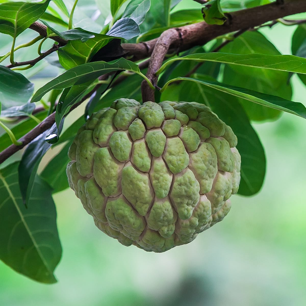 Sitaphal Plants — Browse 6 varieties